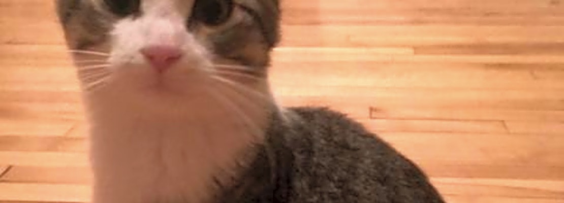 These Saint Paul-based kittens are up for adoption and in need of a good home