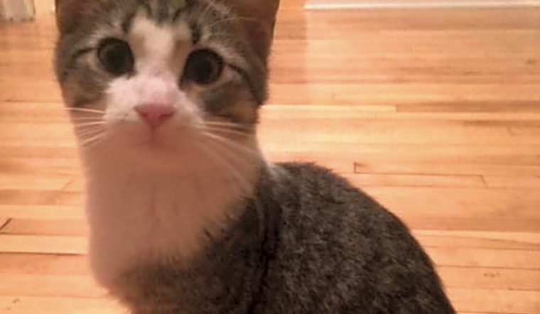 These Saint Paul-based kittens are up for adoption and in need of a good home