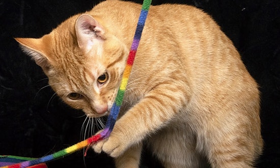Want to adopt a pet? Here are 5 fluffy felines to adopt now in Chicago