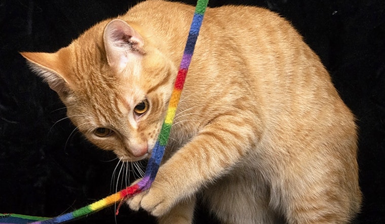 Want to adopt a pet? Here are 5 fluffy felines to adopt now in Chicago