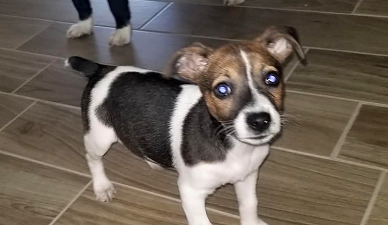 Looking to adopt a pet? Here are 7 perfect puppies to adopt now in New Orleans