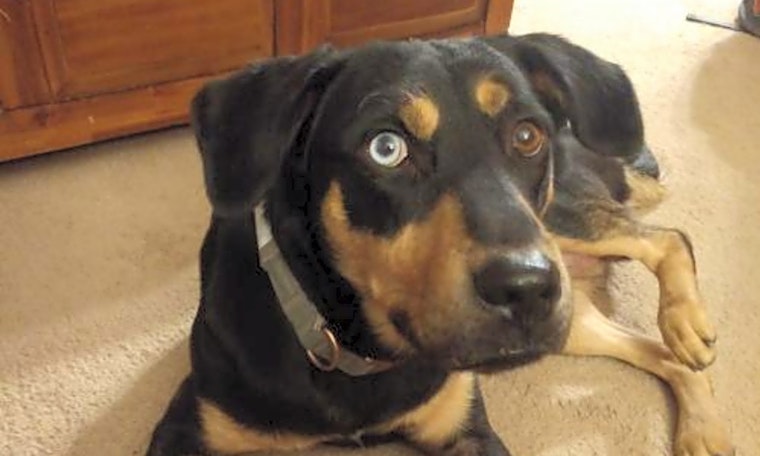 7 delightful doggies to adopt now in St. Louis