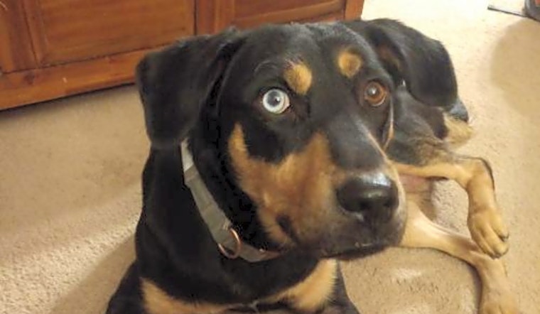 7 delightful doggies to adopt now in St. Louis