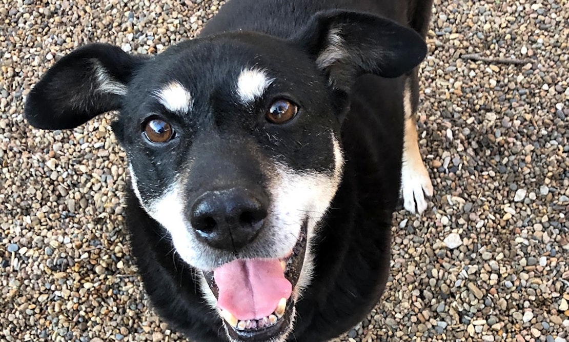 These Kansas City-based dogs are up for adoption and in need of a good home