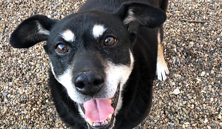 These Kansas City-based dogs are up for adoption and in need of a good home