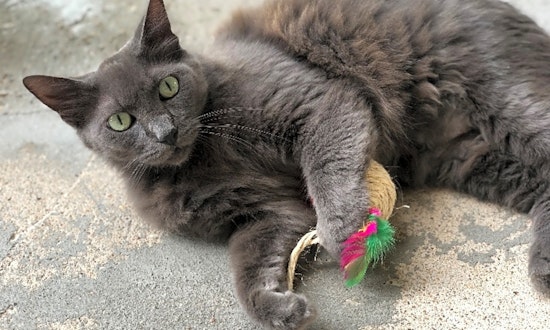7 charming cats to adopt now in Houston