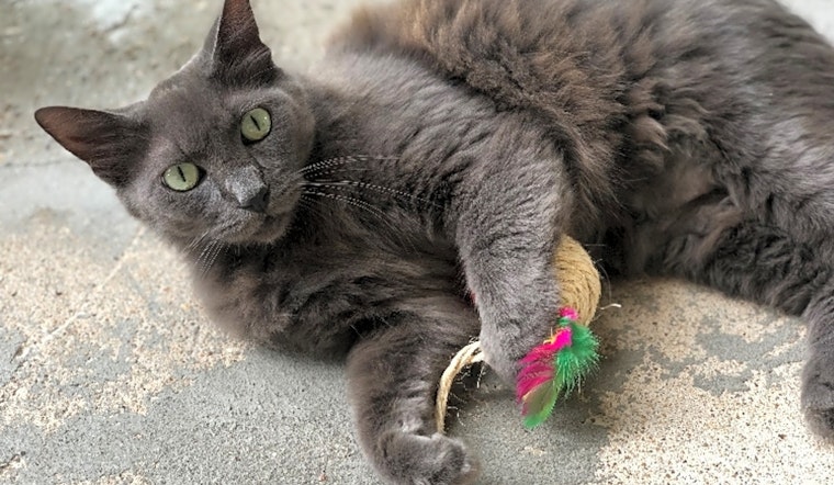 7 charming cats to adopt now in Houston