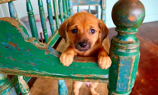 6 perfect puppies to adopt now in San Antonio