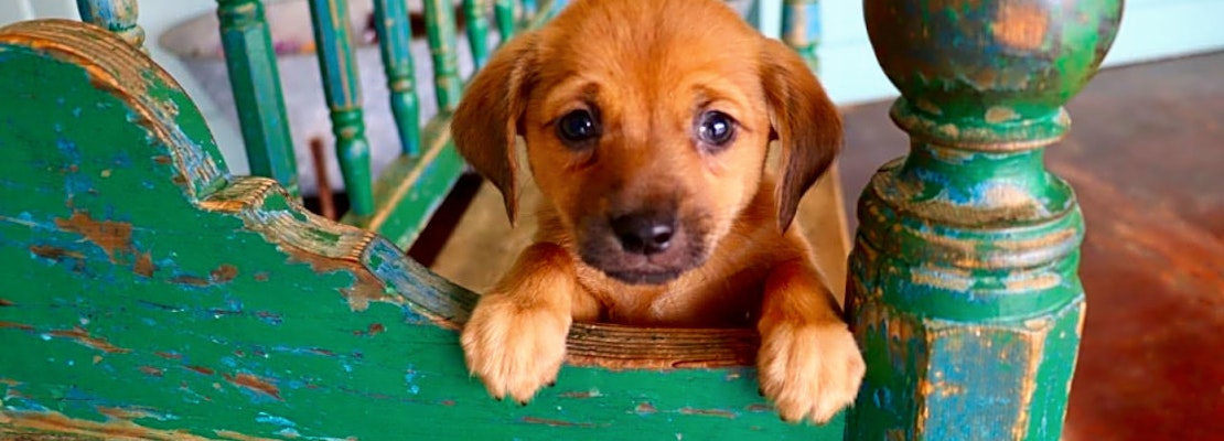 6 perfect puppies to adopt now in San Antonio