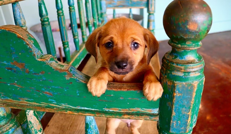 6 perfect puppies to adopt now in San Antonio