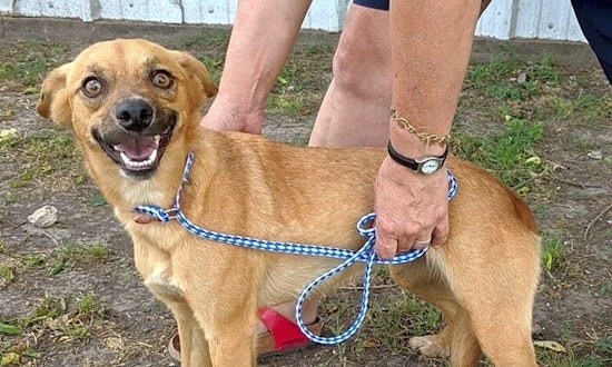 Always wanted a pet? Here are 7 lovable pups to adopt now in Dallas