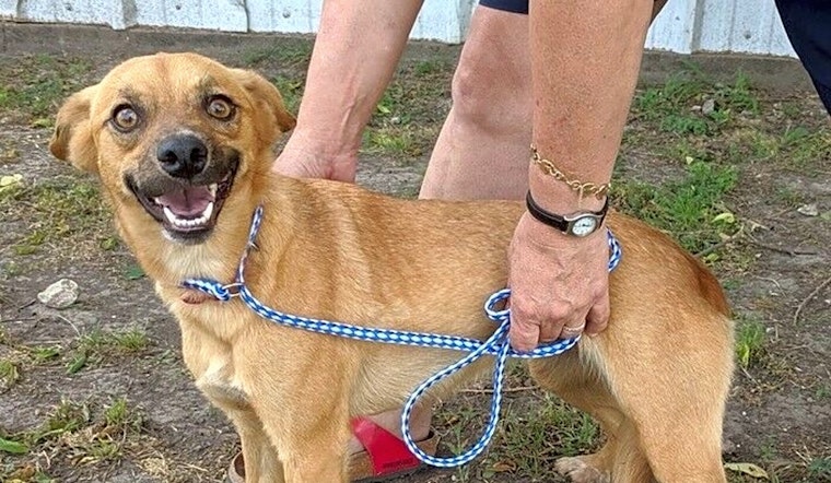Always wanted a pet? Here are 7 lovable pups to adopt now in Dallas