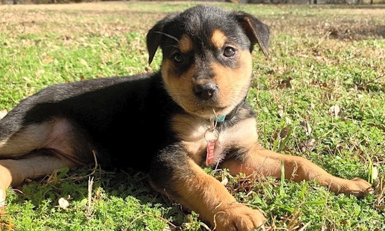 These Fort Worth-based puppies are up for adoption and in need of good homes