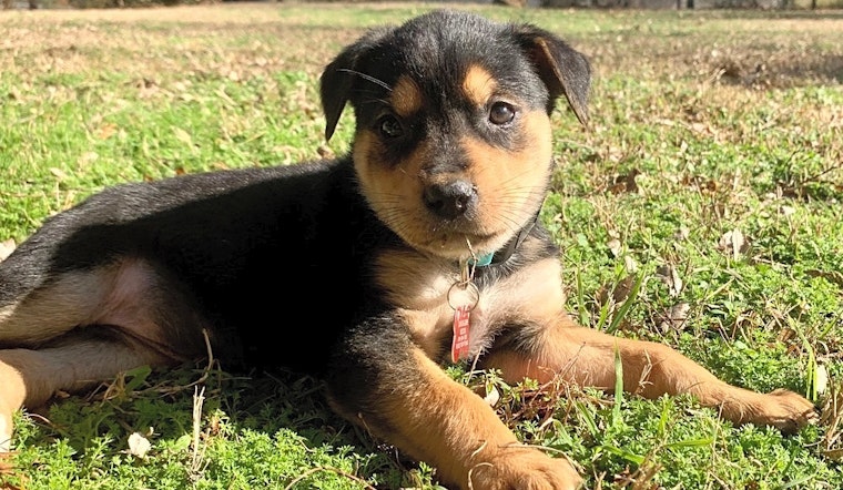 These Fort Worth-based puppies are up for adoption and in need of good homes