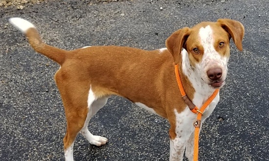 These Plano-based doggies are up for adoption and in need of a good home