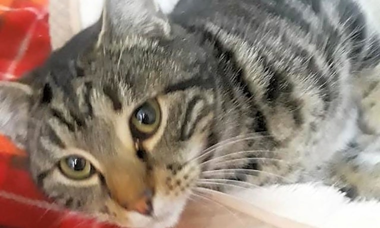 4 lovable kitties to adopt now in Arlington