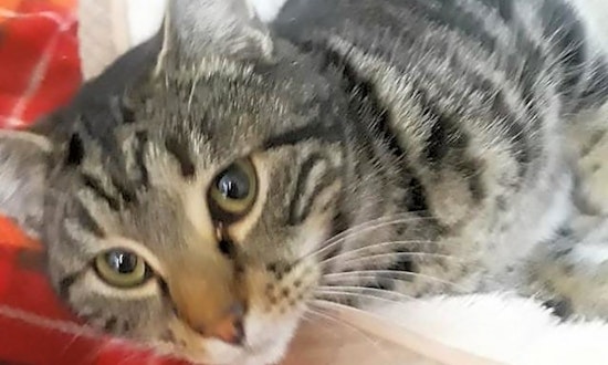 4 lovable kitties to adopt now in Arlington
