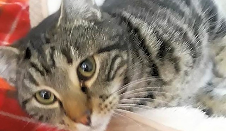 4 lovable kitties to adopt now in Arlington