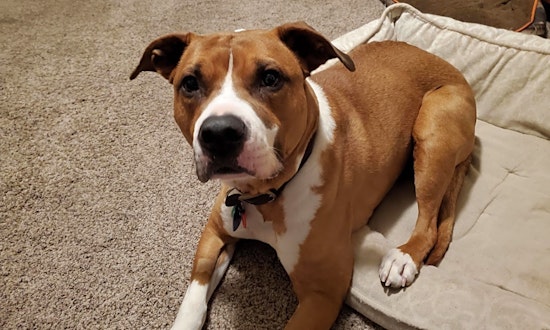 Always wanted a pet? Here are 7 lovable pups to adopt now in Denver