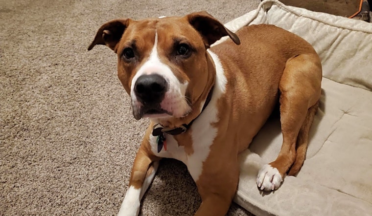 Always wanted a pet? Here are 7 lovable pups to adopt now in Denver