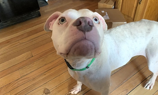 6 cuddly canines to adopt now in Colorado Springs