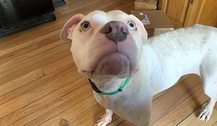 6 cuddly canines to adopt now in Colorado Springs