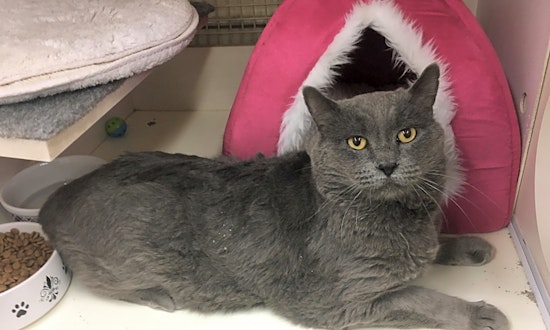 Want to adopt a pet? Here are 6 furry felines to adopt now in Las Vegas