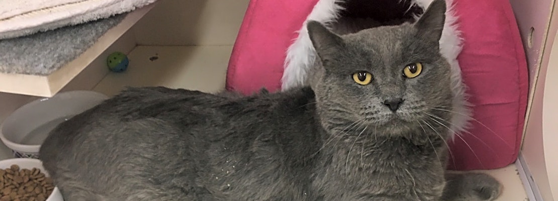 Want to adopt a pet? Here are 6 furry felines to adopt now in Las Vegas