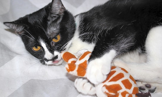 These Phoenix-based kittens are up for adoption and in need of a good home