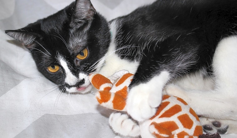 These Phoenix-based kittens are up for adoption and in need of a good home