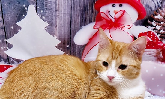 These Mesa-based kittens are up for adoption and in need of a good home