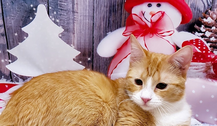 These Mesa-based kittens are up for adoption and in need of a good home
