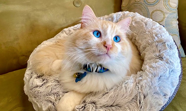 Want to adopt a pet? Here are 7 charming cats to adopt now in Los Angeles