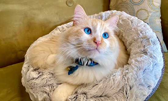 Want to adopt a pet? Here are 7 charming cats to adopt now in Los Angeles