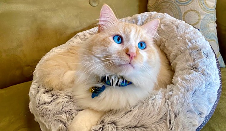 Want to adopt a pet? Here are 7 charming cats to adopt now in Los Angeles