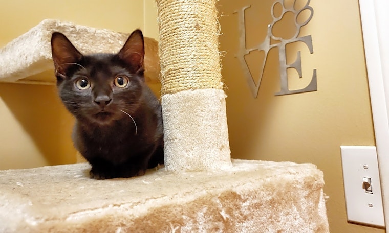 These Long Beach-based kittens are up for adoption and in need of a good home