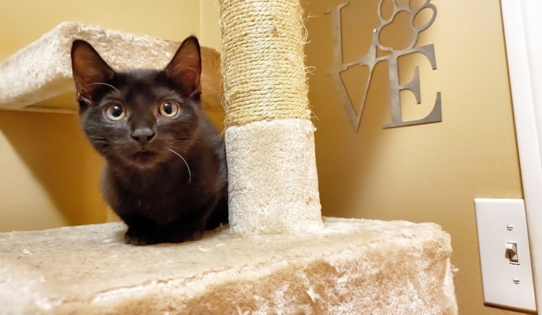 These Long Beach-based kittens are up for adoption and in need of a good home