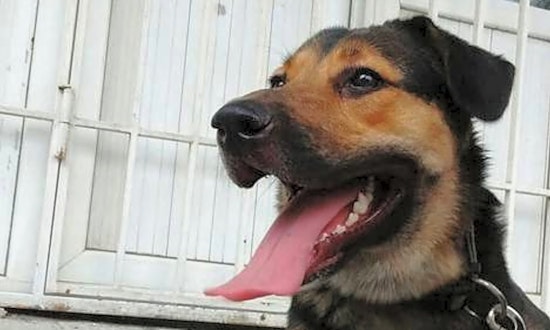 7 lovable pups to adopt now in Santa Ana