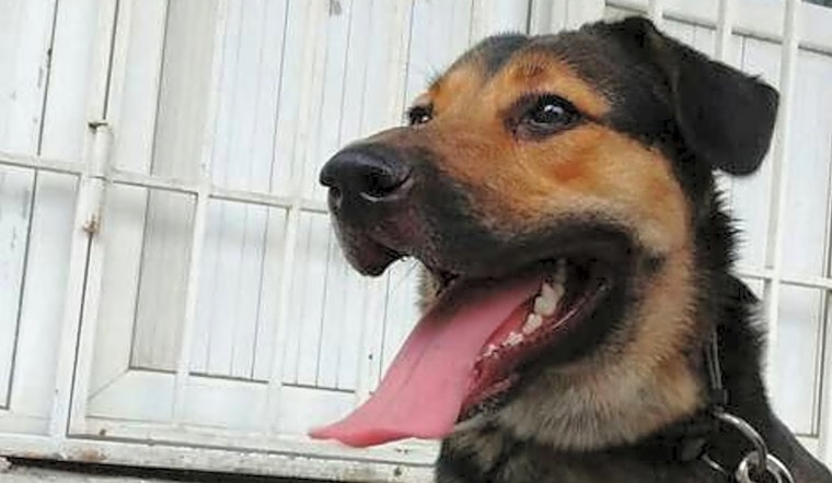 7 lovable pups to adopt now in Santa Ana