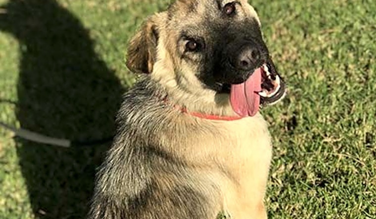 6 delightful doggies to adopt now in Irvine