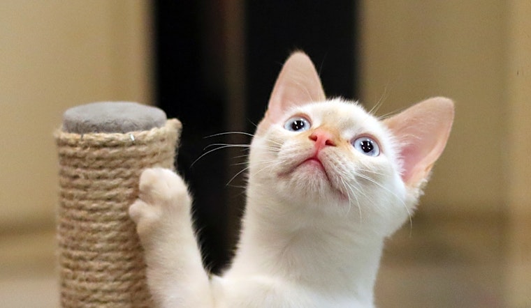 Looking to adopt a pet? Here are 5 cuddly kittens available now in San Diego