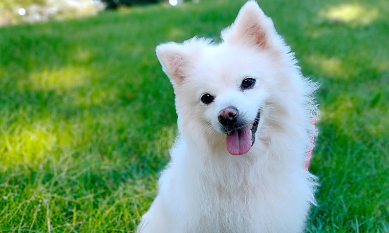 4 cuddly canines to adopt now in San Francisco