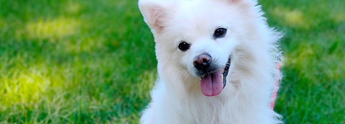 4 Cuddly Canines To Adopt Now In San Francisco 4 Cuddly Canines To Adopt Now In San Francisco