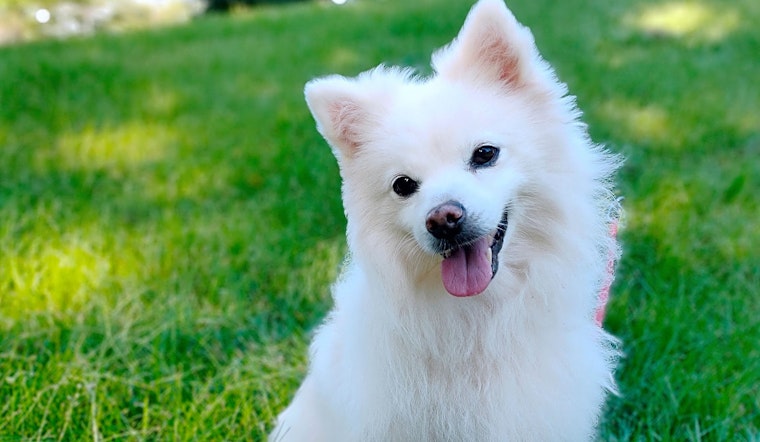 4 cuddly canines to adopt now in San Francisco