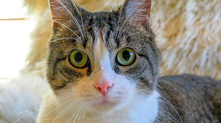 7 cool kitties to adopt now in Oakland