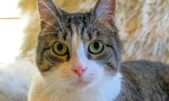 7 cool kitties to adopt now in Oakland