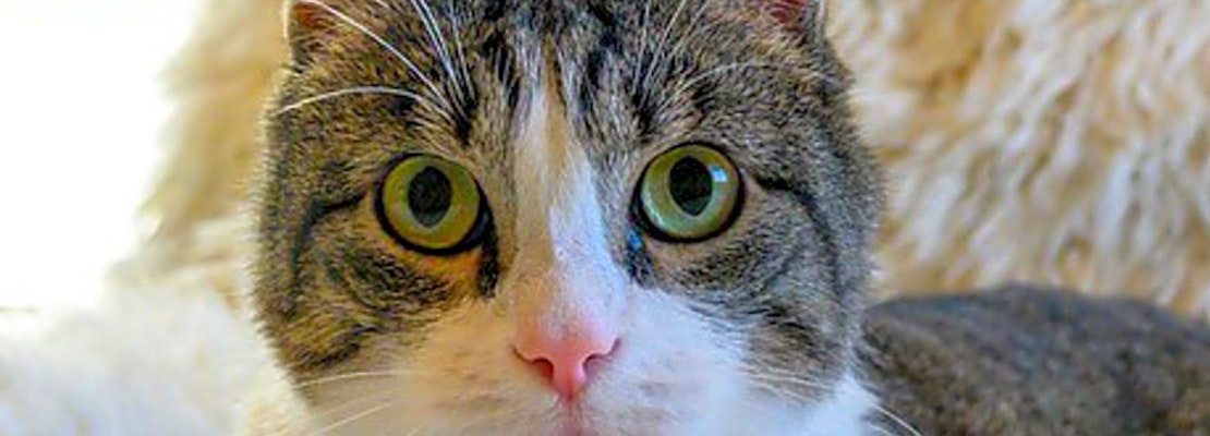 7 cool kitties to adopt now in Oakland
