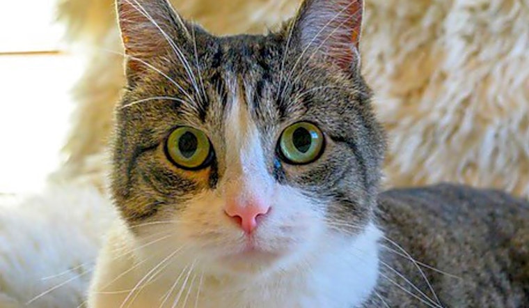 7 cool kitties to adopt now in Oakland