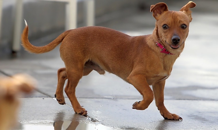 6 delightful doggies to adopt now in Berkeley