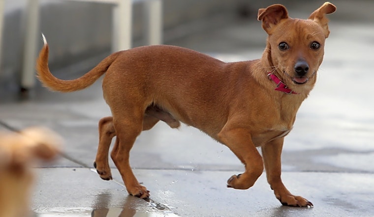 6 delightful doggies to adopt now in Berkeley